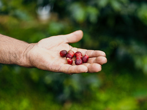 GUATEMALA BAJA VERAPAZ CUBULCO