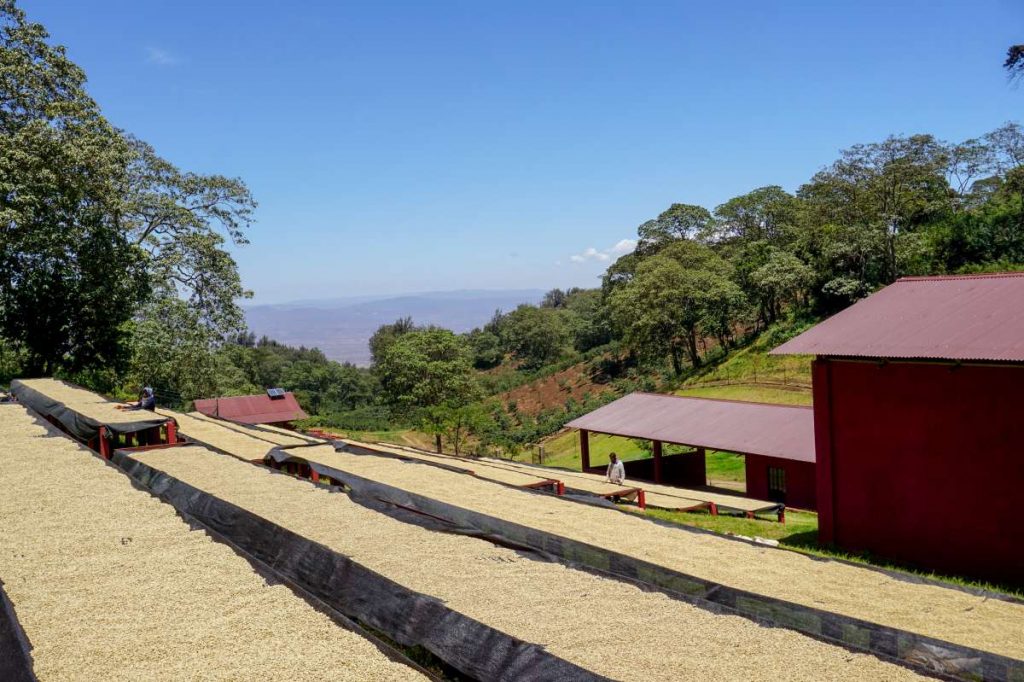 TANZANIA SONGWE HEZYA PEABERRY